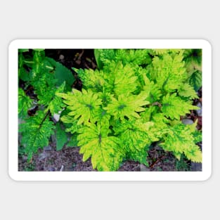 Red and Yellow Coleus Plant Leaves Sticker